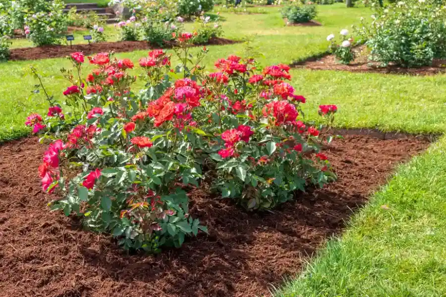 Benefits Of Mulching For Weed Control And Moisture Retention in District Heights, MD Benefits Of Mulching For Weed Control And Moisture Retention in District Heights, MD